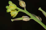 Southern marsh yellowcress